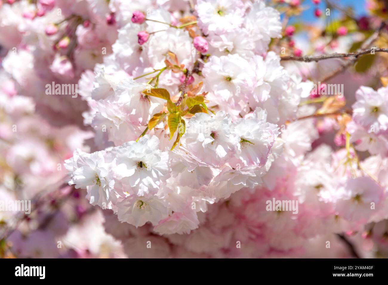 Japanisches blühendes Kirschblosssom (Prunis serrulata), Huntsbury, Christchurch (Ōtautahi), Canterbury, Neuseeland Stockfoto