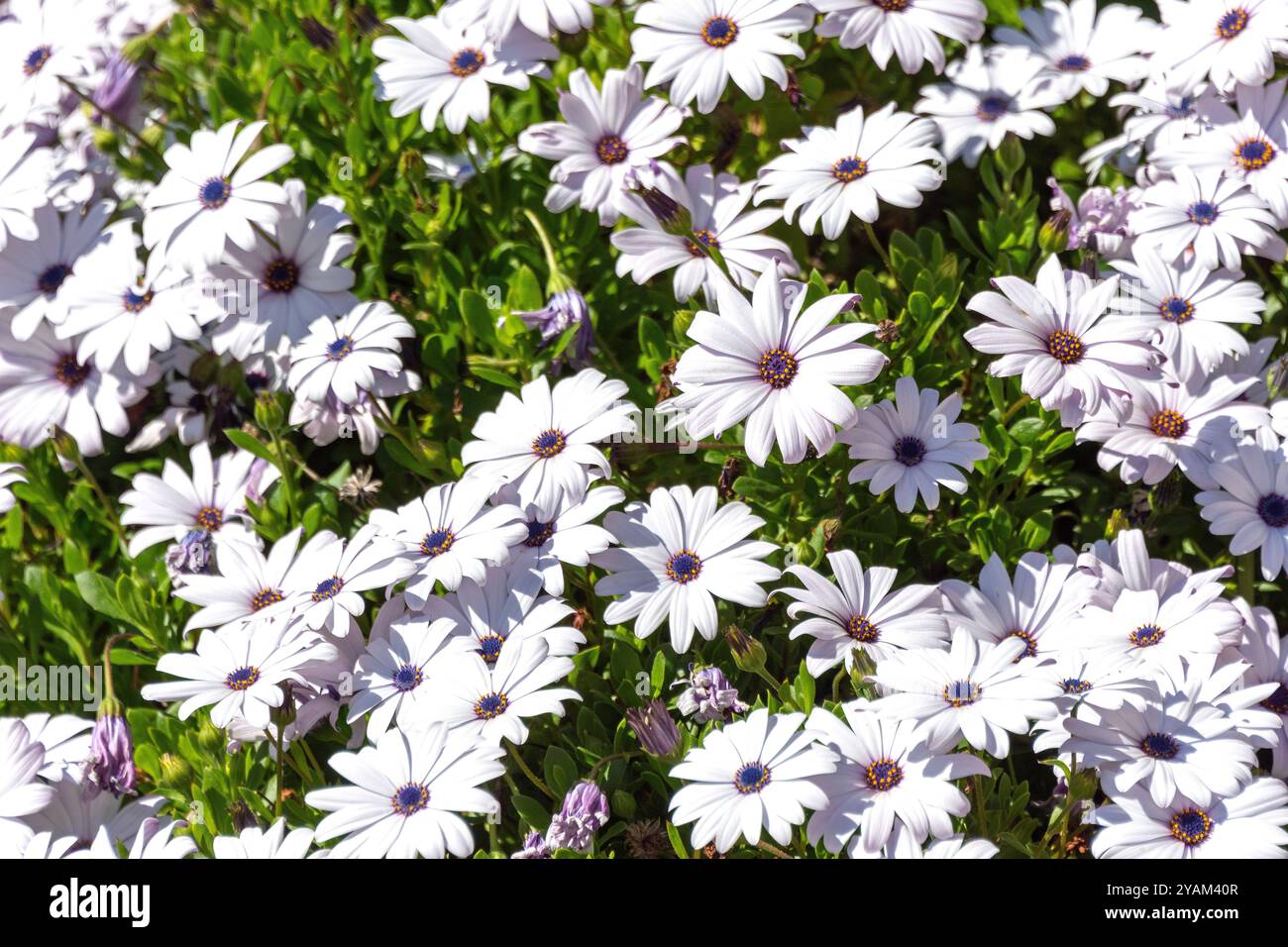 Cape marguerite Gänseblümchen (Osteospermum ecklonis), Huntsbury, Cashmere Hills, Christchurch, Canterbury, Südinsel, Neuseeland Stockfoto