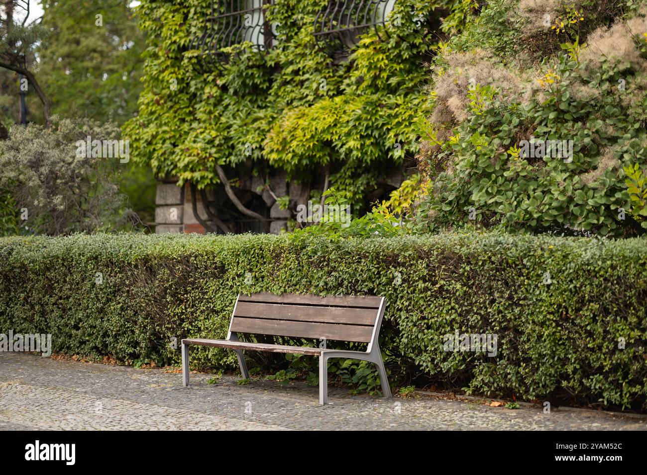 Leere Holzbank in einem friedlichen Park, umgeben von üppigem Grün und Efeu-bedeckten Gebäude an einem sonnigen Tag Stockfoto