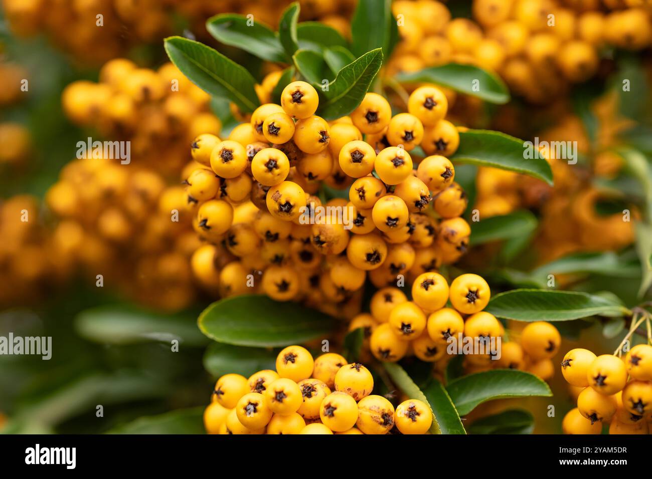 Hellgelbe Beeren des Pyracantha-Strauchs auf grünem Blatthintergrund im Herbstgarten. Konzept lebendiger Saisonfarben und Zierpflanzen Stockfoto