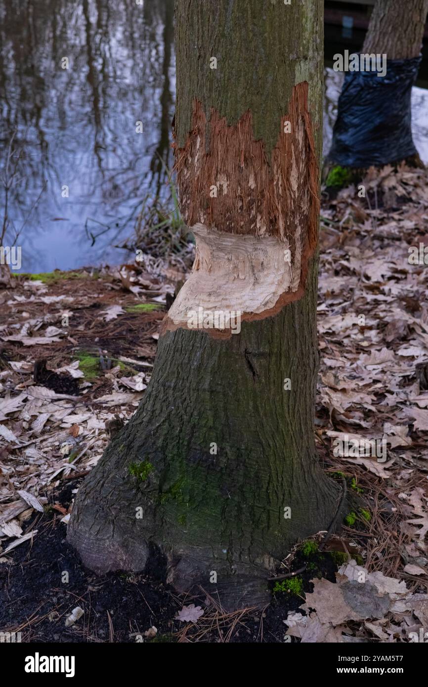 Baumstamm aus der Nähe zeigt Anzeichen von Biberschäden in der Nähe eines Flusses im herbstlichen Wald. Konzept der Tierwelt, der Natur und der Tieraktivität Stockfoto
