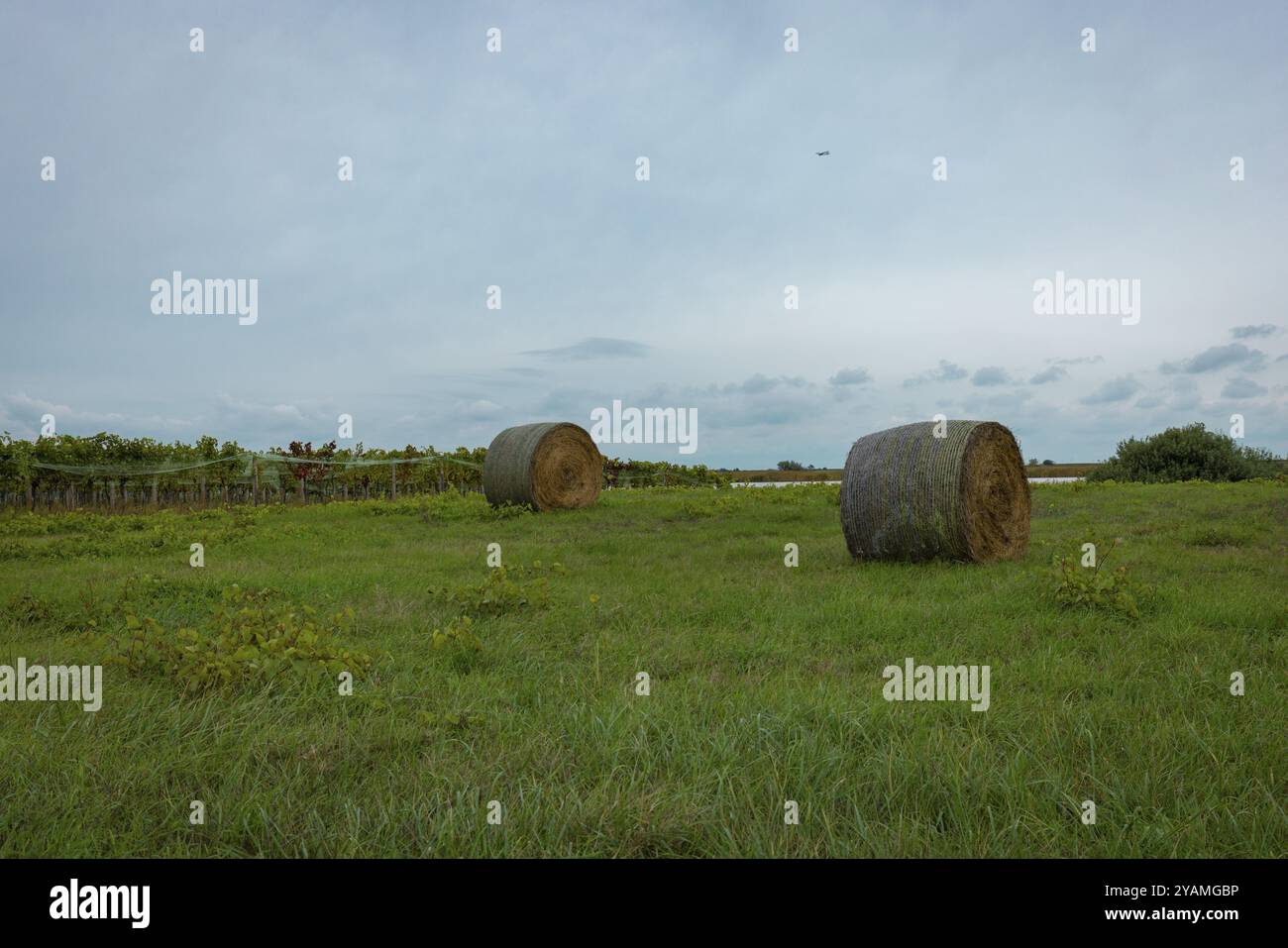 Zwei Heuballen liegen auf einer grünen Wiese unter bewölktem Himmel, Nationalpark Neusiedler See, Burgenland, Österreich, Europa Stockfoto