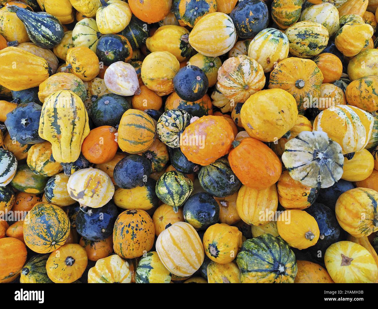 Zierkürbisse, Niedersachsen, Deutschland, Europa Stockfoto