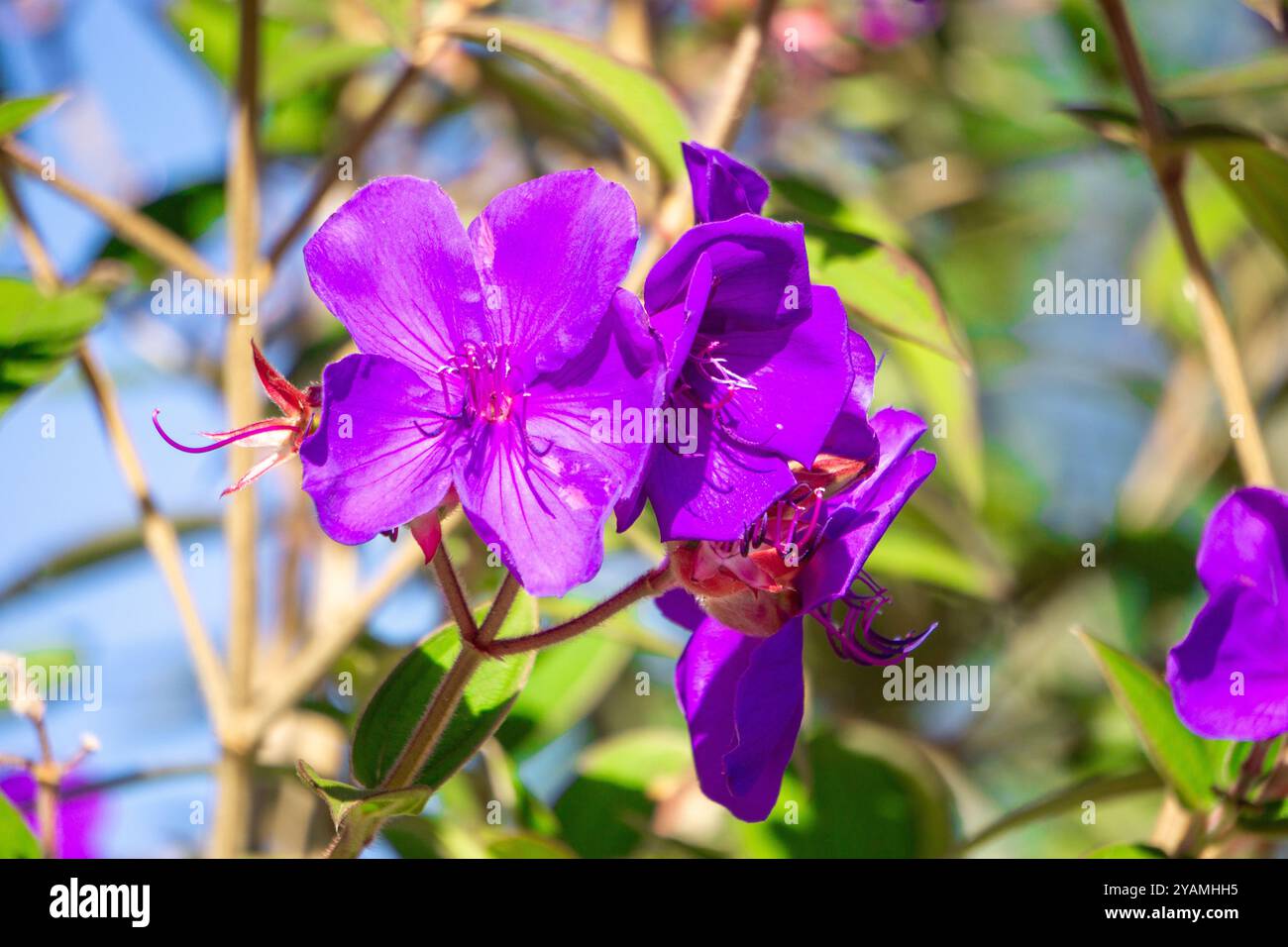 Melastoma candidum (Senggani, senduduk, Cengkodok, Melastoma septemnervium) Blüte in der Natur. Die Blätter dieser Pflanze können zur Herstellung von Seife verwendet werden Stockfoto