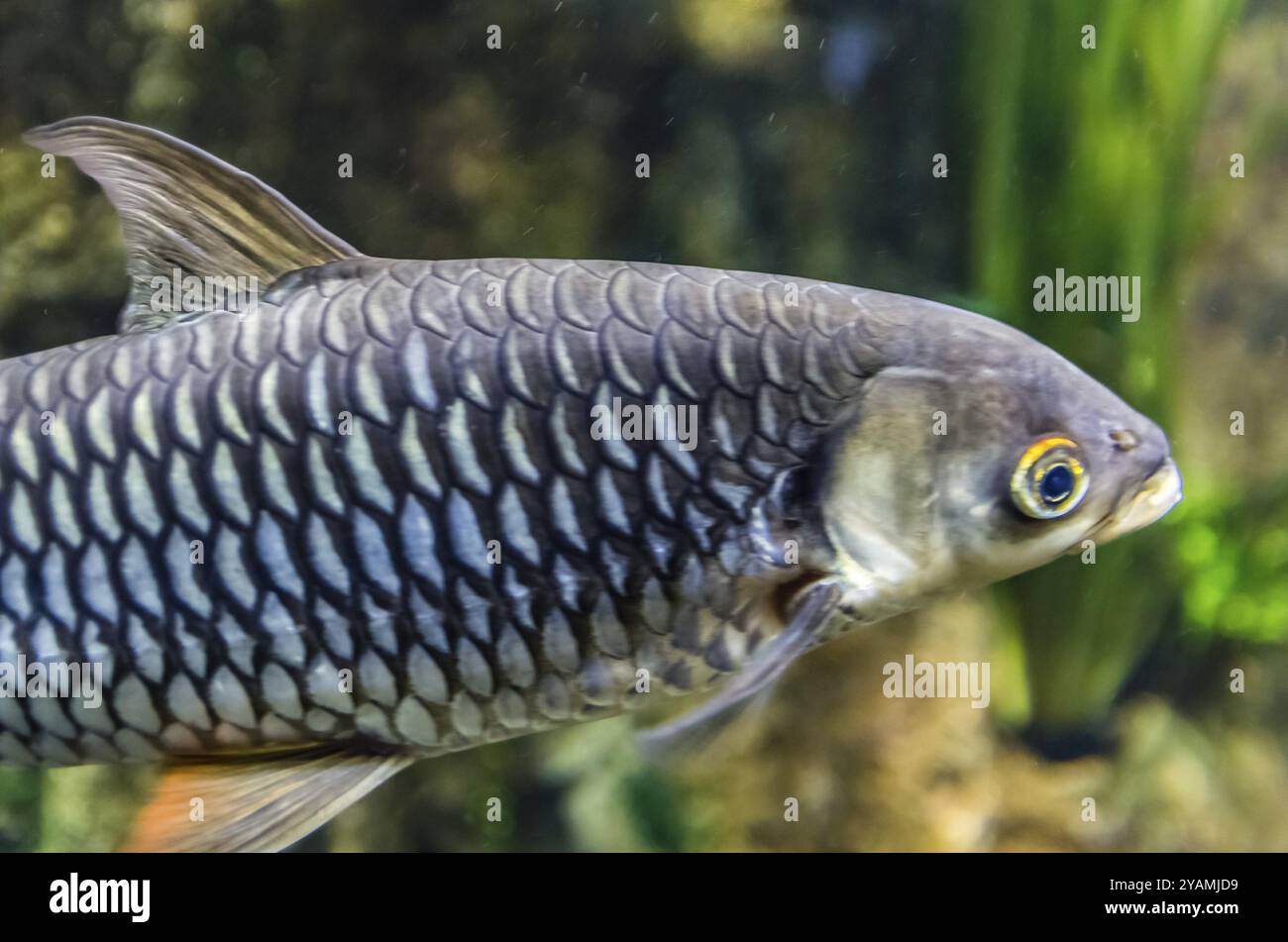 Exotische Korallenfische im Aquarium in Sankt Petersburg, Russland, Europa Stockfoto