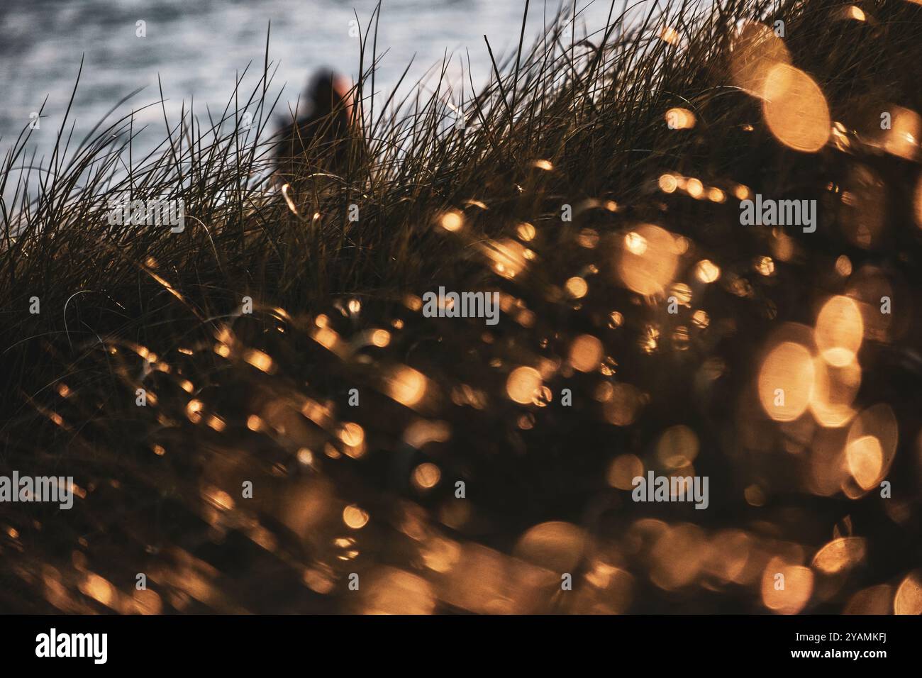 Gras in den Dünen bei Sonnenuntergang, Thy Nationalpark, ländliches Jütland, Dänemark Stockfoto