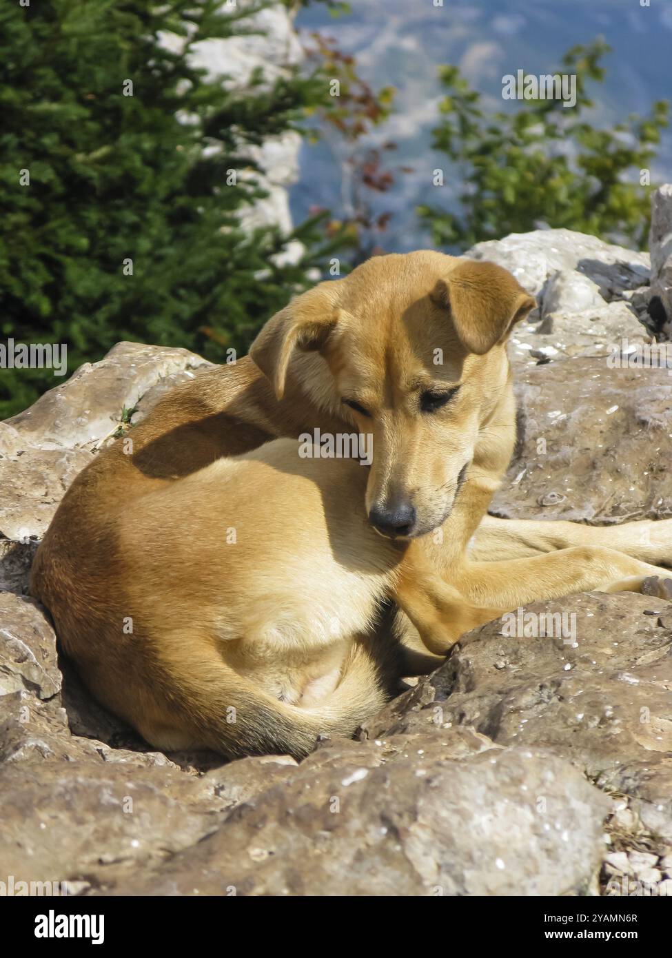 Nahaufnahme des kleinen Hundes ruht in den Bergen Stockfoto