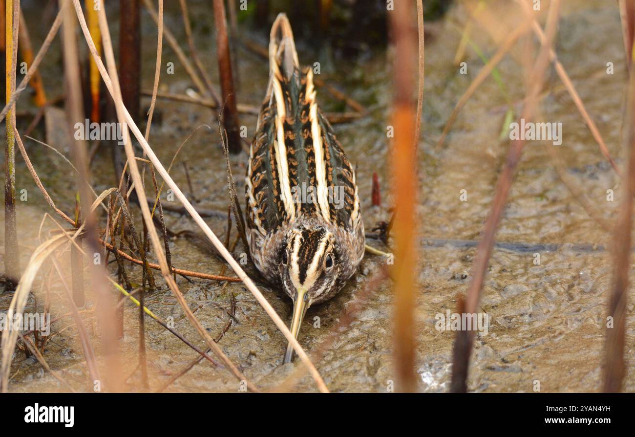 Wagenheber-Flachstecker waagerecht Stockfoto