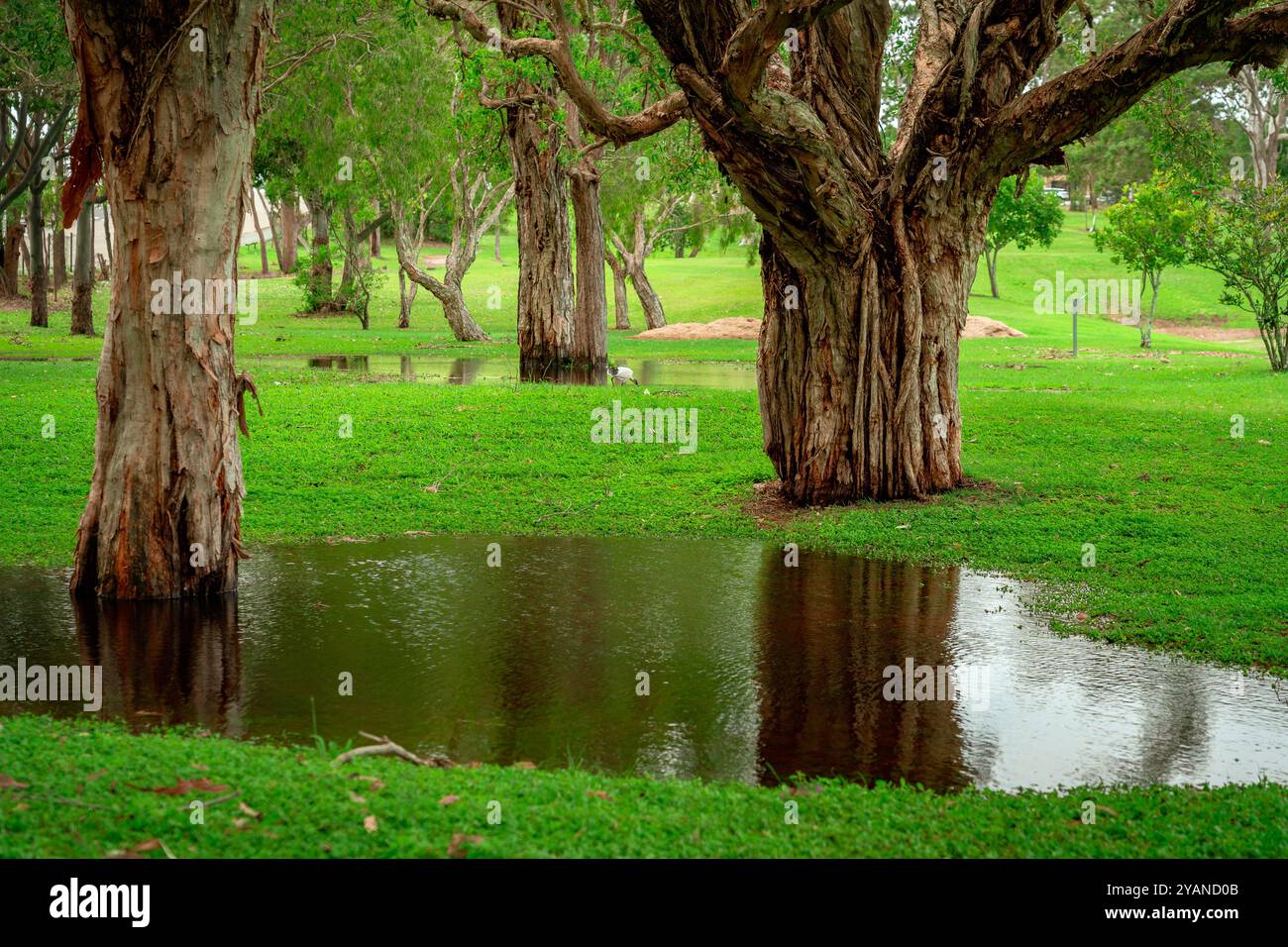 Einheimische australische Bäume nach dem Regen Stockfoto