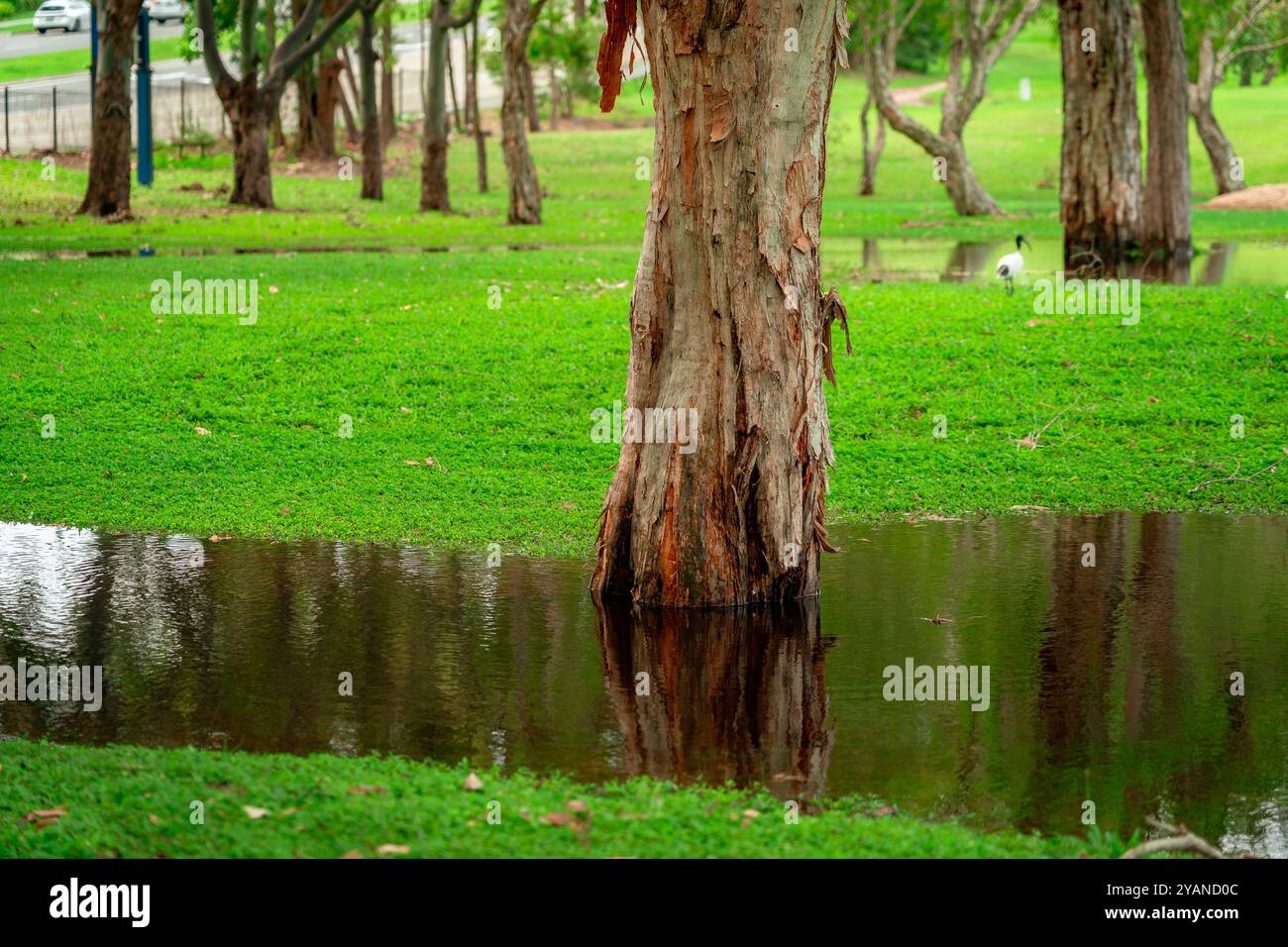 Einheimische australische Bäume nach dem Regen Stockfoto