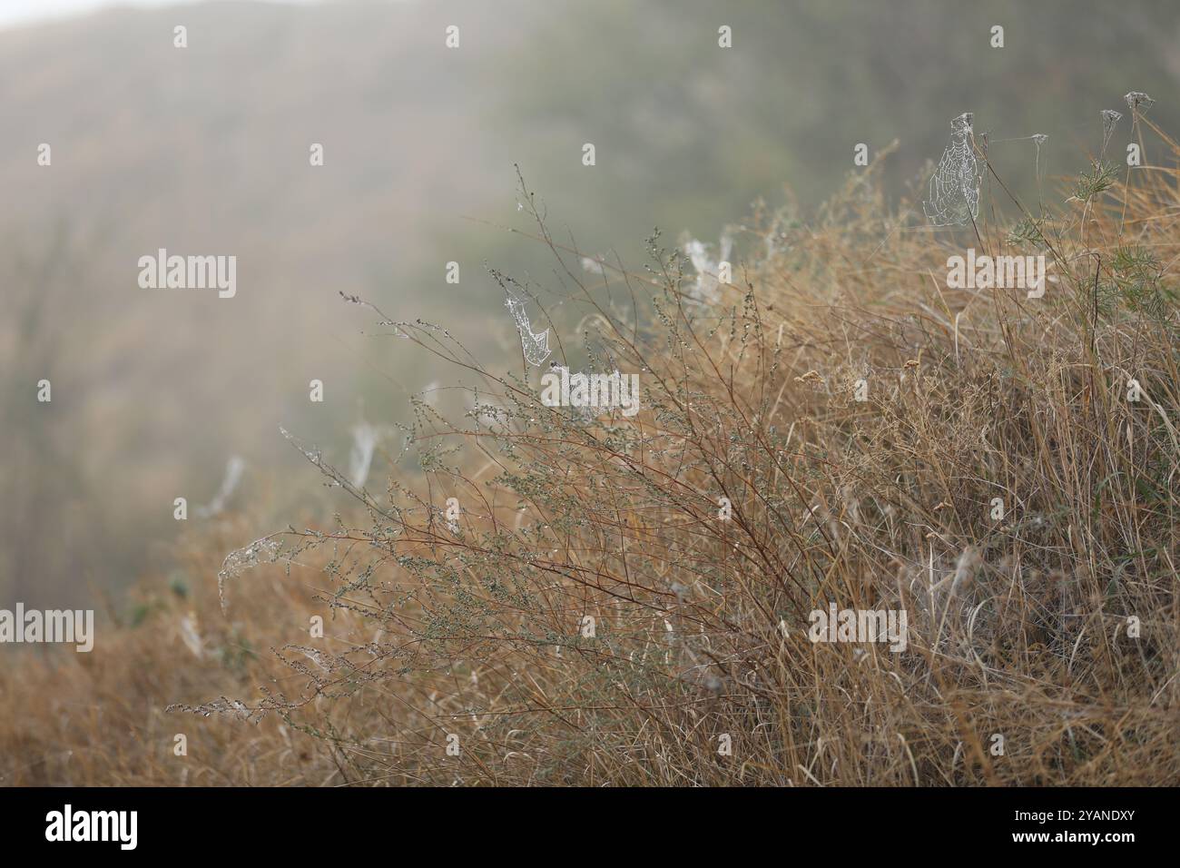 Spinnennetz im Gras. Wassertropfen auf Spinnennetz Stockfoto