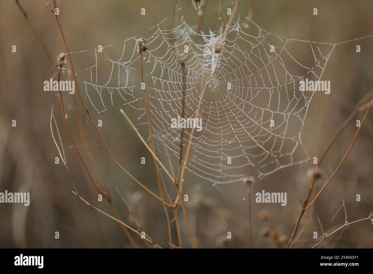 Spinnennetz im Gras. Wassertropfen auf Spinnennetz Stockfoto