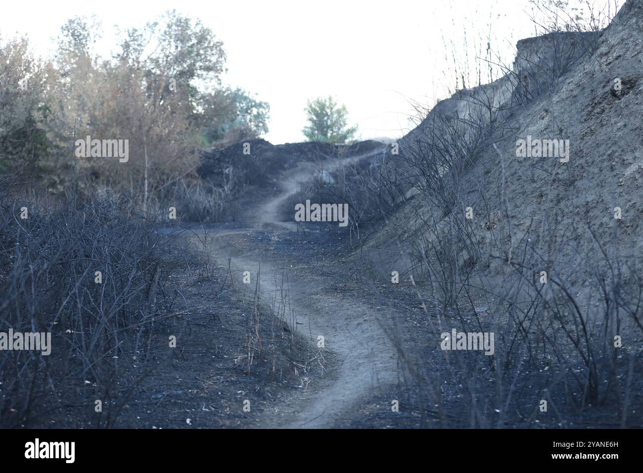 Landschaft nach dem Feuer mit verbranntem Wald und Asche Stockfoto