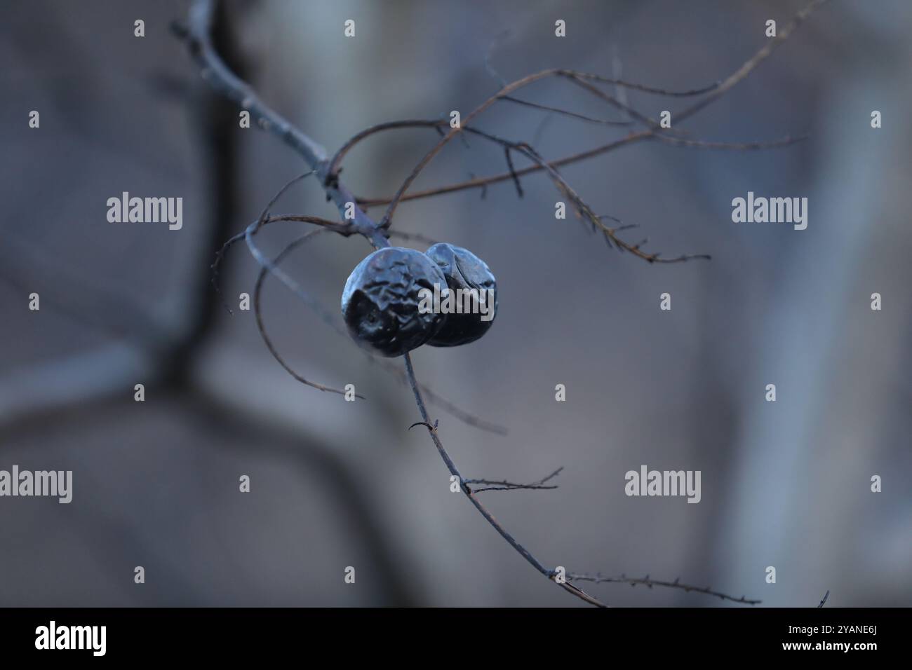 Landschaft nach dem Feuer mit verbranntem Wald und Asche Stockfoto