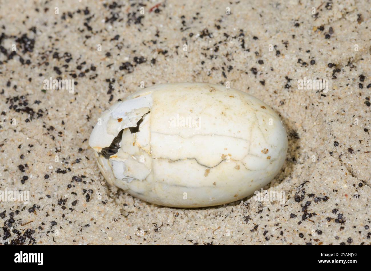 Europäische Teichschildkröte (Emys orbicularis) schlüpft aus Ei. Sussex, Großbritannien Stockfoto