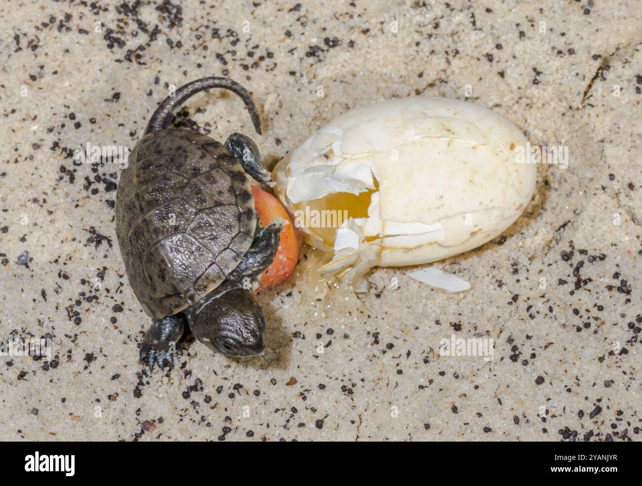 Europäische Teichschildkröte (Emys orbicularis) schlüpft aus Ei. Sussex, Großbritannien Stockfoto