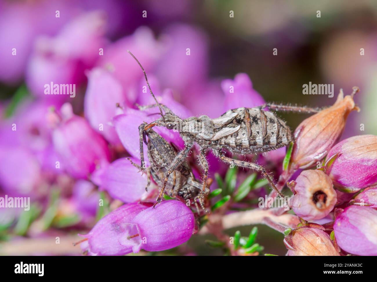 Heath Assassin Bug mit Groundhopper Beute (Coranus cf woodroffei). Sussex, Großbritannien Stockfoto