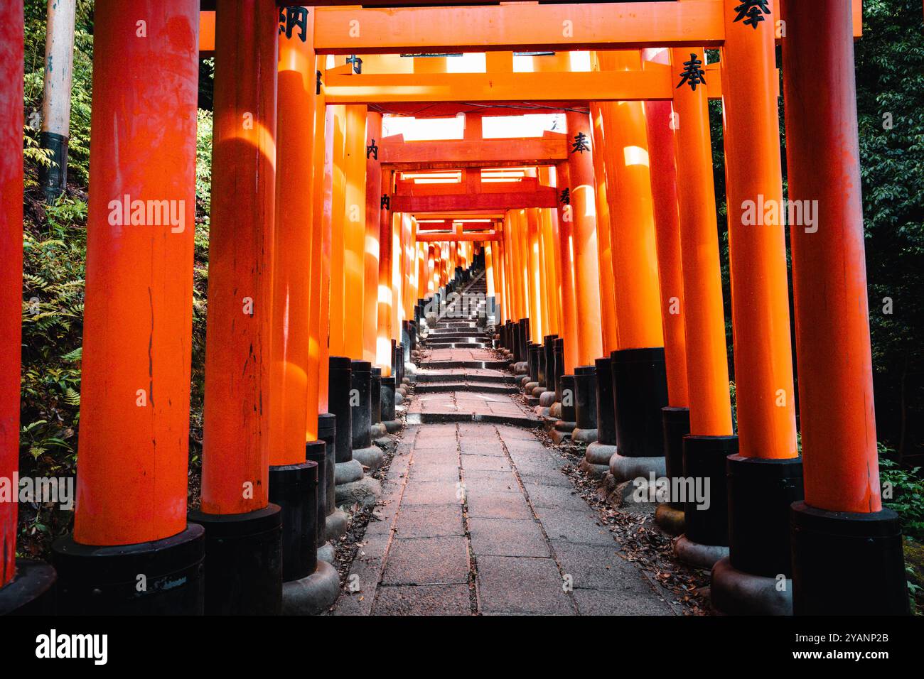 Fushari Inari Gates. Kyoto – Japan. Mai 2024. Stockfoto