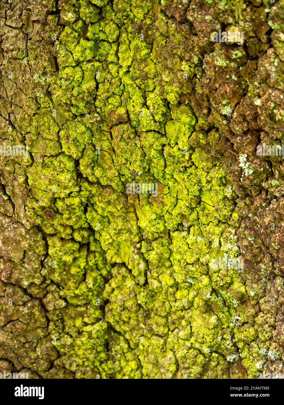 Borken-Schwefelflechte (Chrysothrix candelaris) auf der Rinde eines alten Lorbeerbaums (Laurus azorica) im Märchenwald. Stockfoto