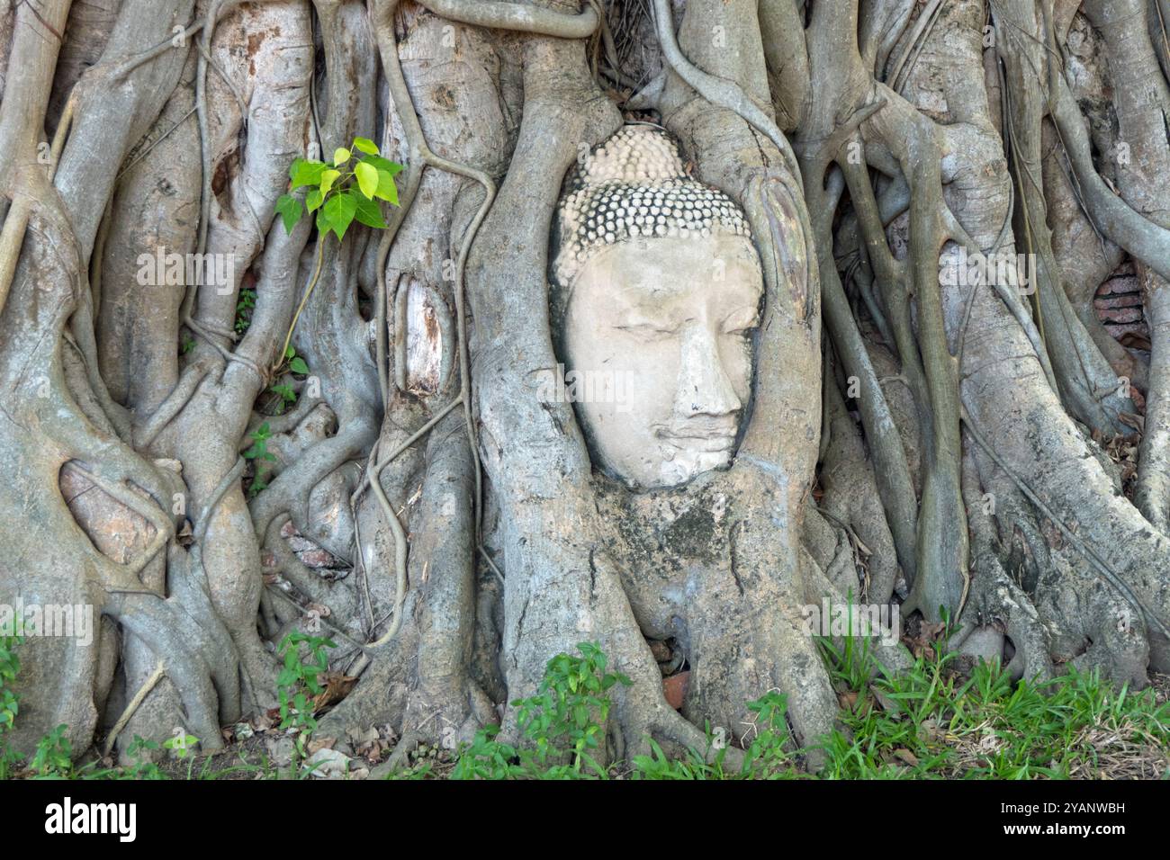 Wat Mahathat Tempel in Ayutthaya, Thailand: Der historische Park mit buddhistischen Gebäuden. Thailändisches UNESCO-Weltkulturerbe, mit Buddha-Kopf in Baumwurzeln Stockfoto
