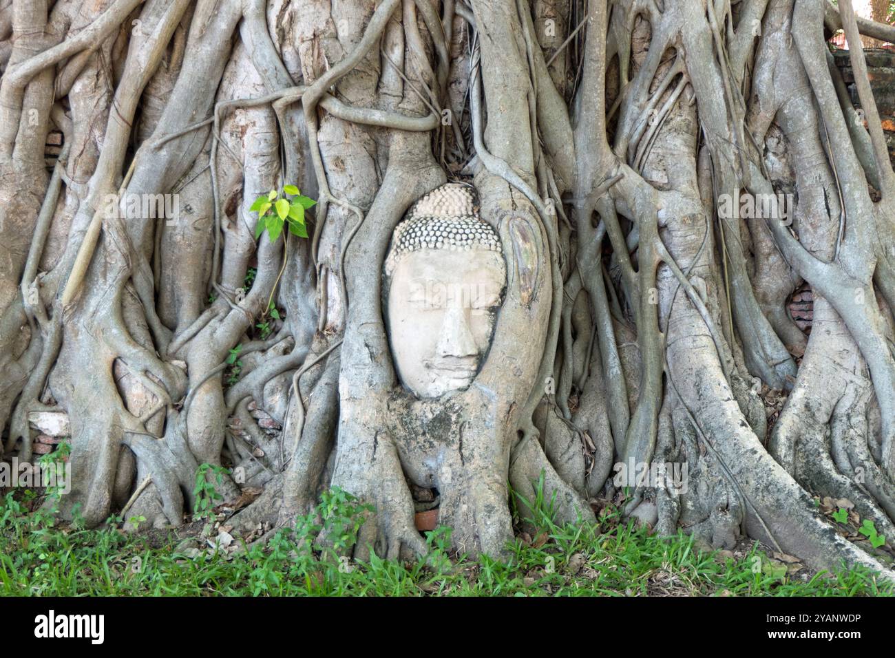 Wat Mahathat Tempel in Ayutthaya, Thailand: Der historische Park mit buddhistischen Gebäuden. Thailändisches UNESCO-Weltkulturerbe, mit Buddha-Kopf in Baumwurzeln Stockfoto