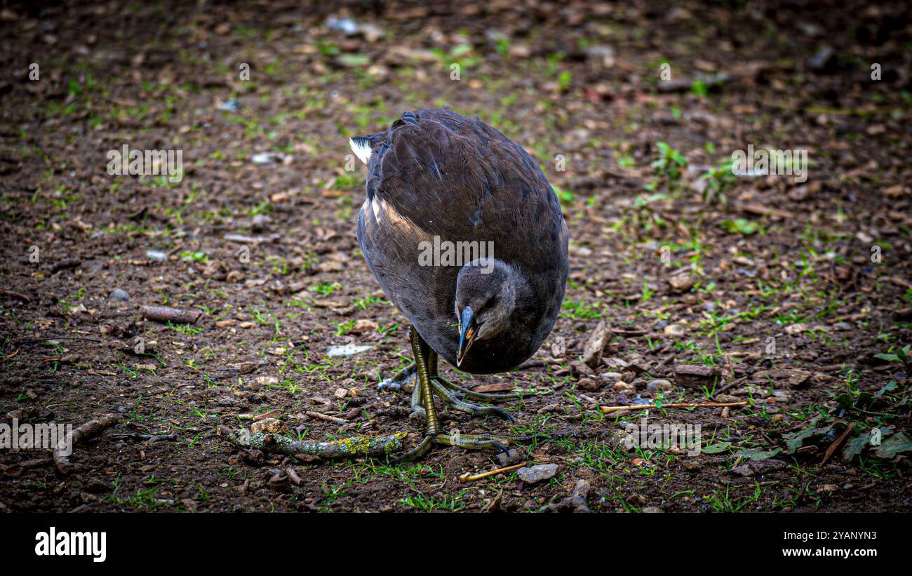 Eurasian Moorhen - Natürliche Tierwelt - Bluewater Shopping Centre Stockfoto
