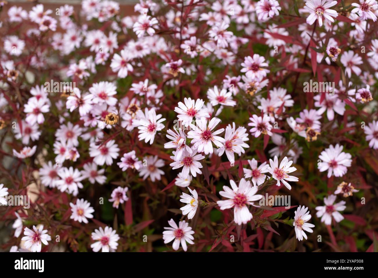 Aster kleine Ness blüht im Herbst Stockfoto