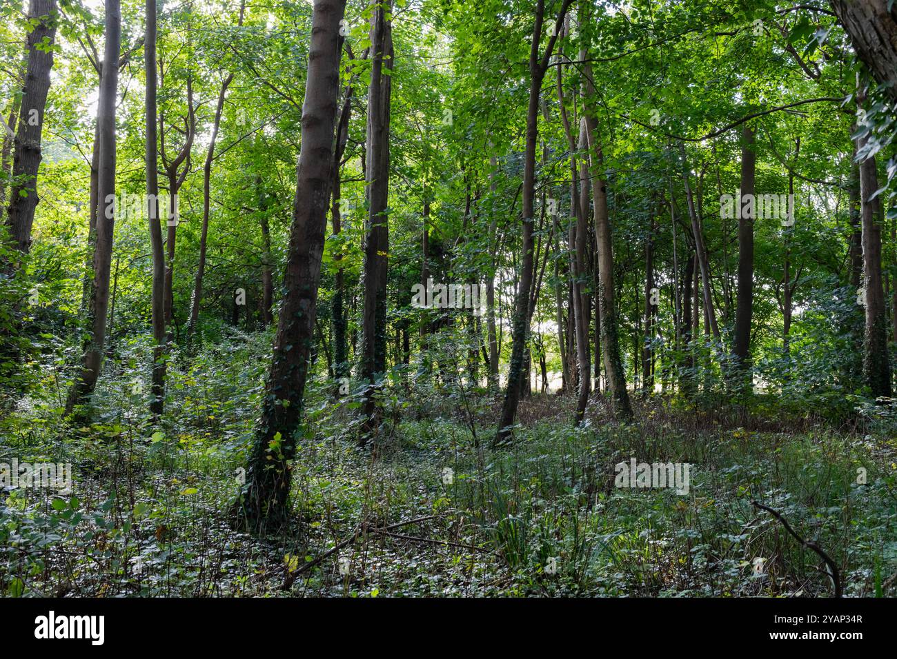 Waldbäume im Herbst Stockfoto