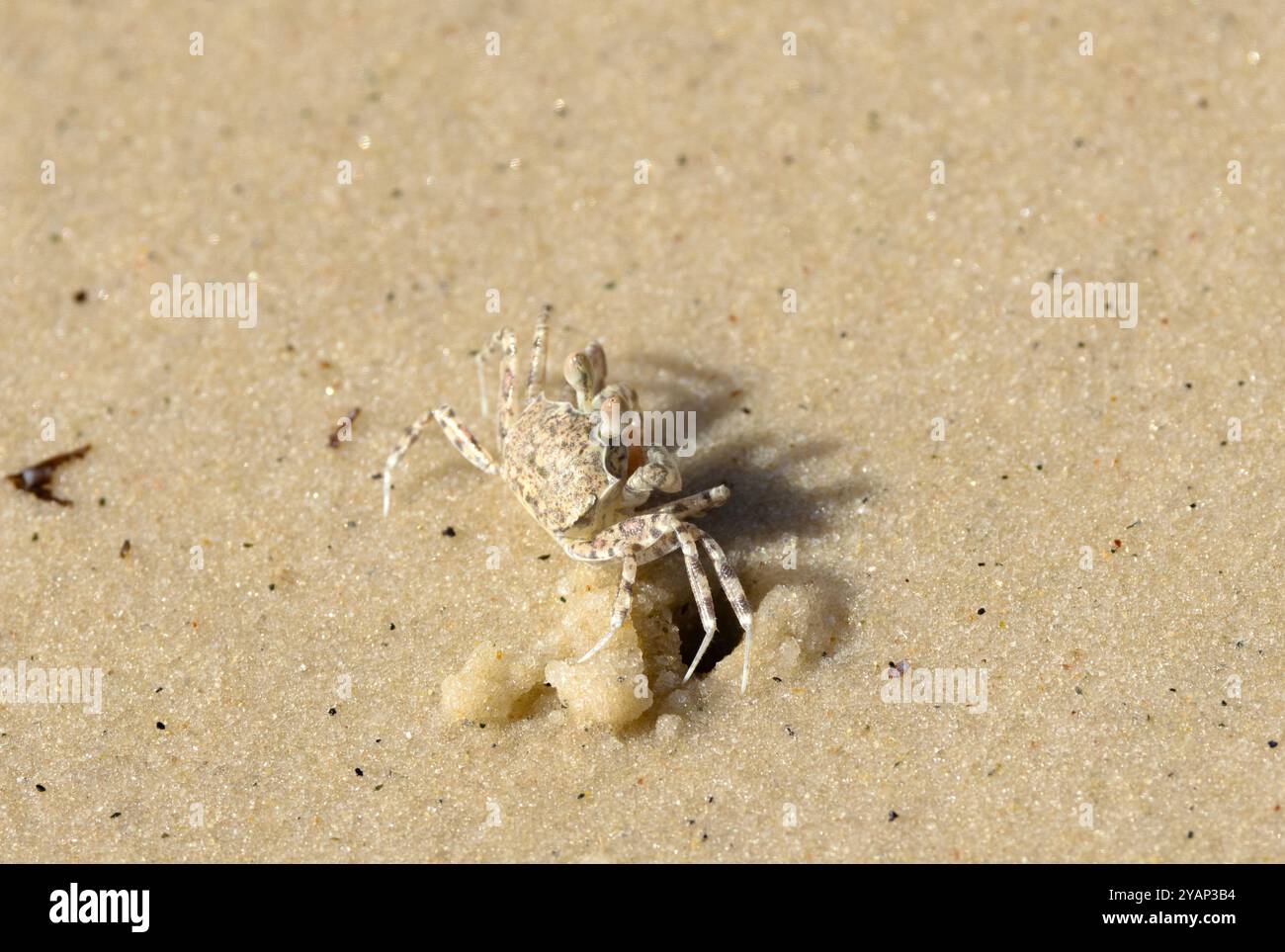 Die Bubble Crab, ein kleiner und sehr aktiver Nachwuchs, siebt durch den Sand in der Nähe ihrer Fluchthöhlen und siebt essbare Leckerbissen. Stockfoto