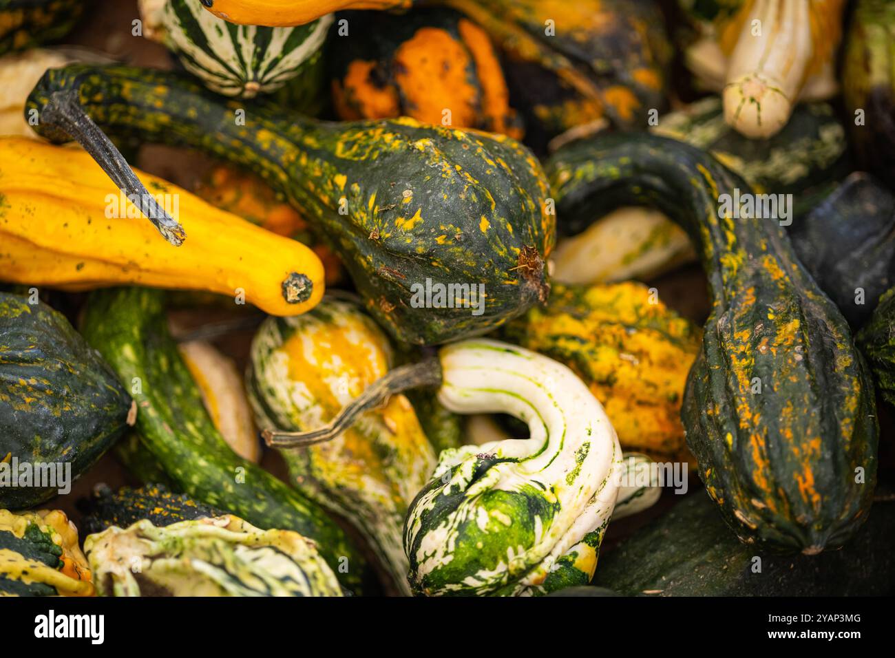 Nahaufnahme gemischter Zierkürzel und Kürbisse in verschiedenen Formen und Farben bei der Herbsternte. Konzept von Herbstgemüse und festlicher Dekoration Stockfoto