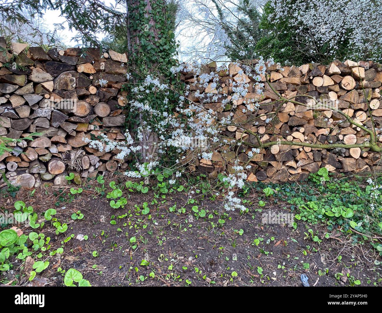 Brennholzhaufen stapelbar für kaltes Wetter - Smartphone-aufgenommenes Stockfoto