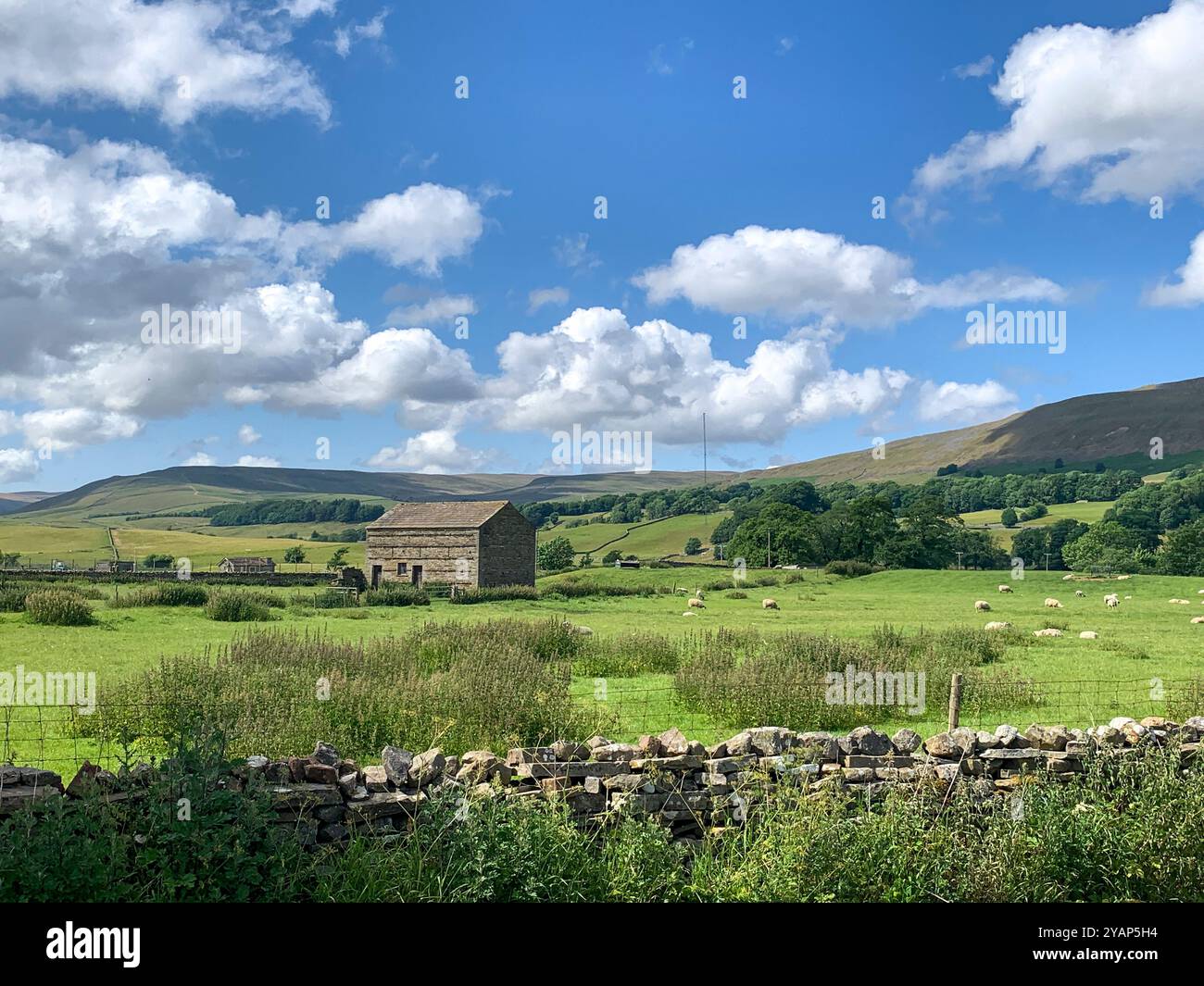 Sommersonne auf den Trockenmauern und Scheunen in der Landschaft um Hawes, Wensleydale, North Yorkshire, Großbritannien - Smartphone-aufgenommenes Stockfoto
