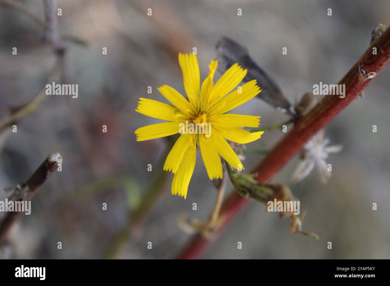 Eine gelbe Blume sieht hell und fröhlich aus, ihre Blütenblätter haben einen reichen goldenen Farbton und eine interessante zerklüftete Form. Stockfoto