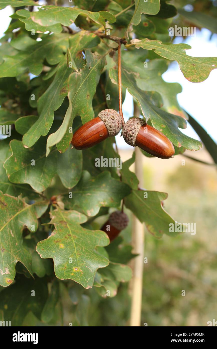 Zwei Eicheln hängen vor einem Hintergrund grüner Blätter. Die glatten braunen Muscheln haben einen glänzenden Glanz, während die Oberteile mit Kappen verziert sind. Stockfoto