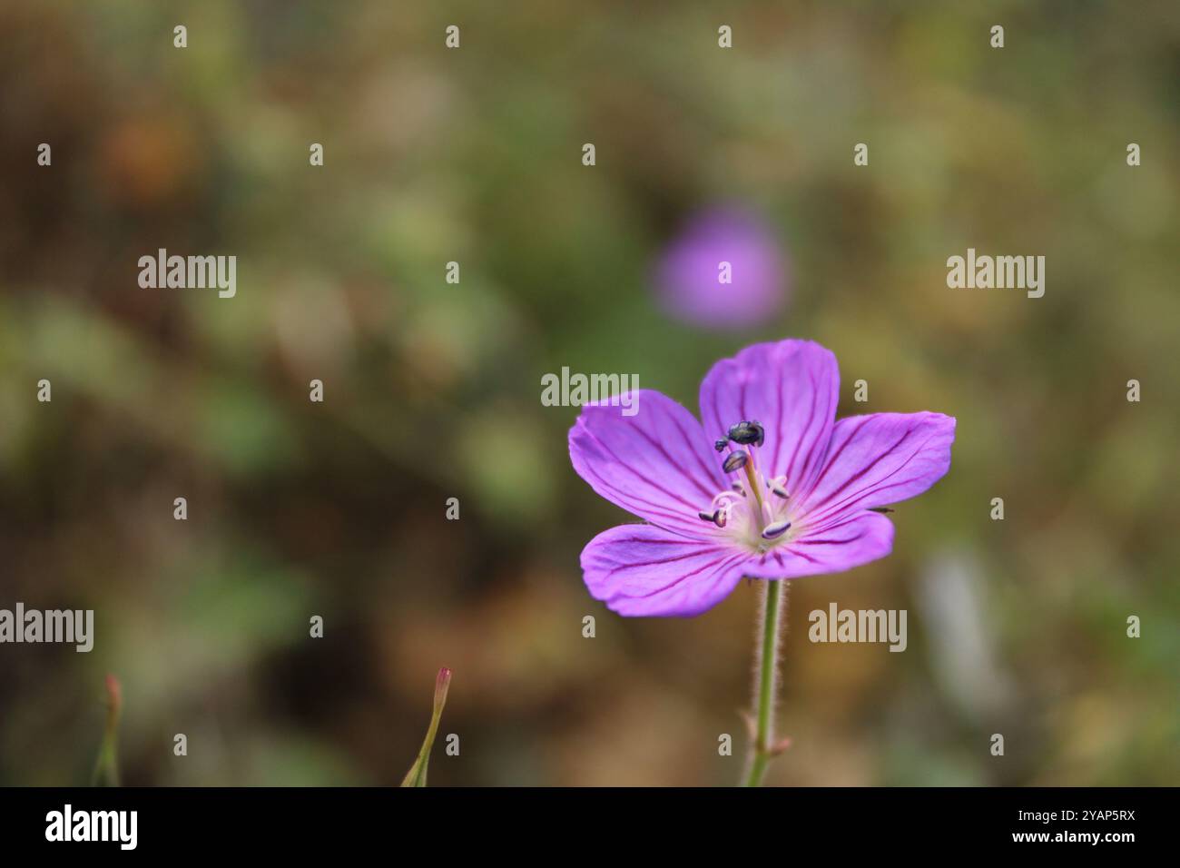 Eine rosafarbene Blume sieht zart aus, ihre Blütenblätter haben einen sanften Farbton, der von Hellrosa bis tiefrosa reicht. Eine rosafarbene Blume sieht zart aus, ihre Blütenblätter haben einen sanften Farbton, der von Hellrosa bis tiefrosa reicht. Stockfoto