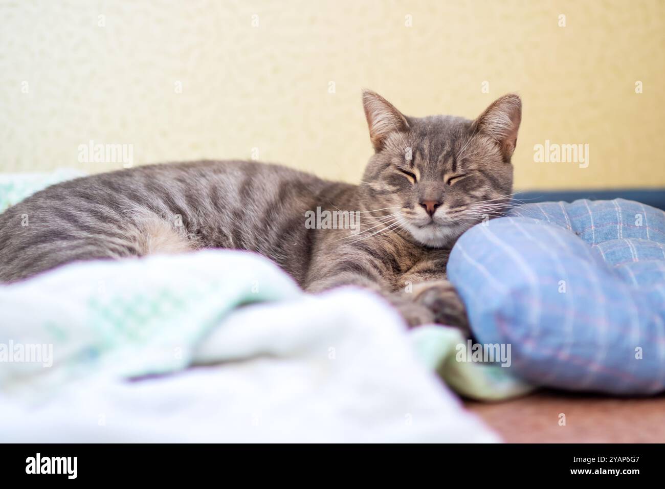 Eine schöne Katze liegt friedlich auf einem weichen Bett mit sanft geschlossenen Augen und genießt einen Moment voller Entspannung und Komfort Stockfoto