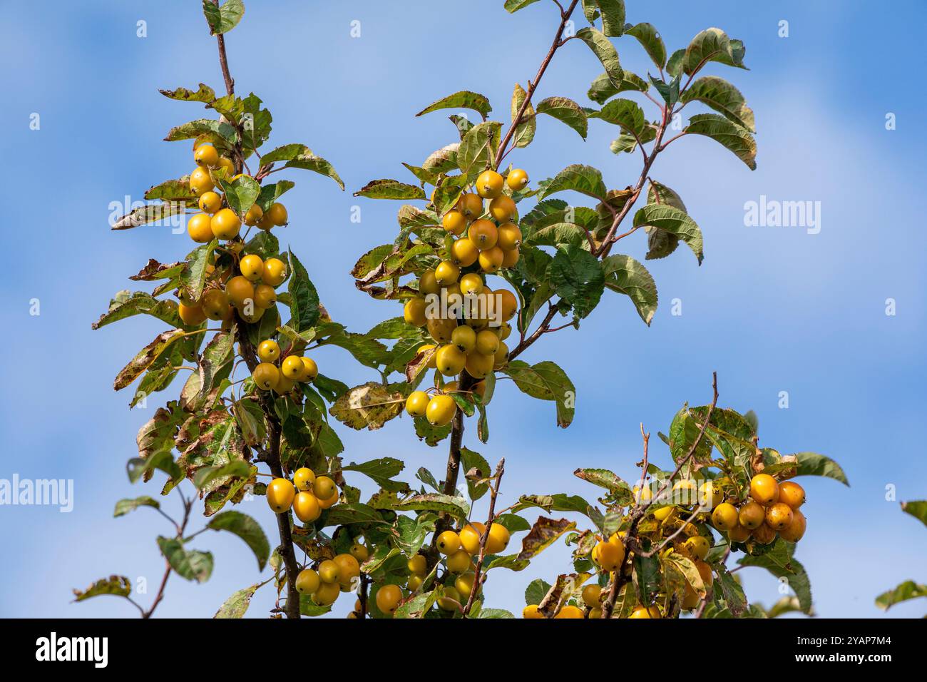 Apfelbaum, Europäischer Krabbenapfel (Malus sylvestris), Strucklahnungshörn, Nordstrand, Nordfriesland, Schleswig-Holstein, Deutschland Stockfoto