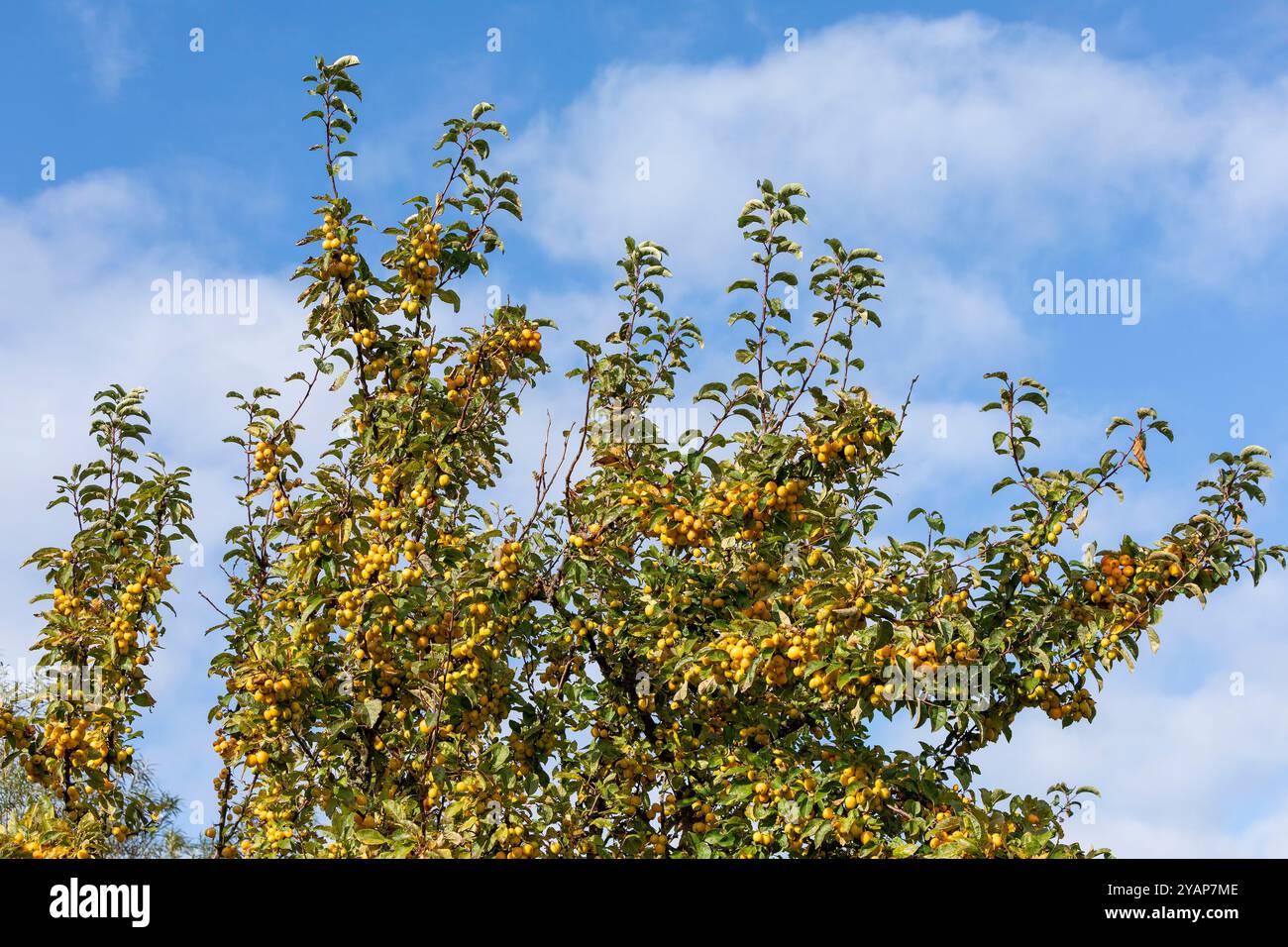 Apfelbaum, Europäischer Krabbenapfel (Malus sylvestris), Strucklahnungshörn, Nordstrand, Nordfriesland, Schleswig-Holstein, Deutschland Stockfoto