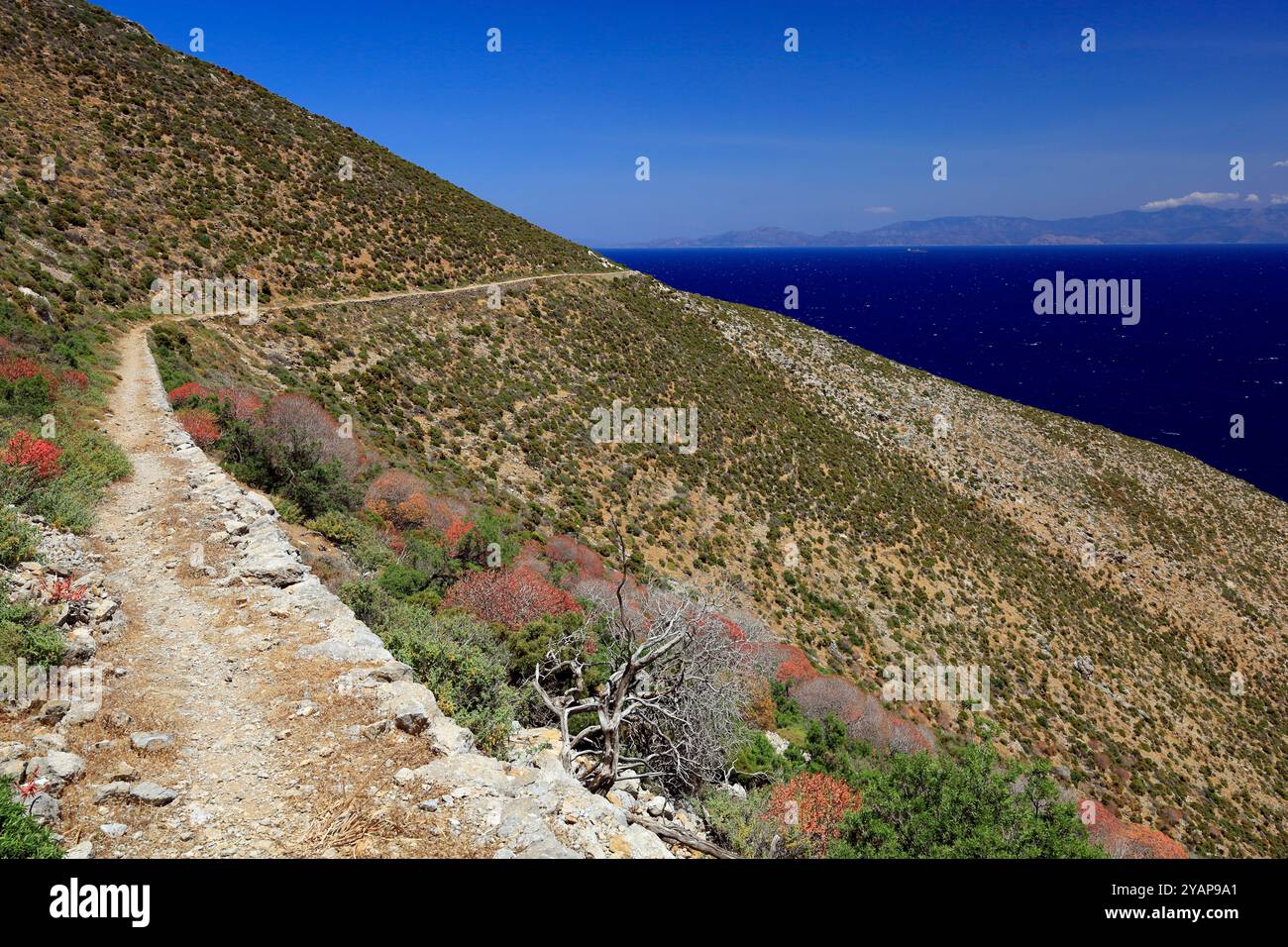 Wanderweg zwischen Livadia und Gera, im Frühling Tilos, Dodekanesische Inseln, südliche Ägäis, Griechenland. Stockfoto