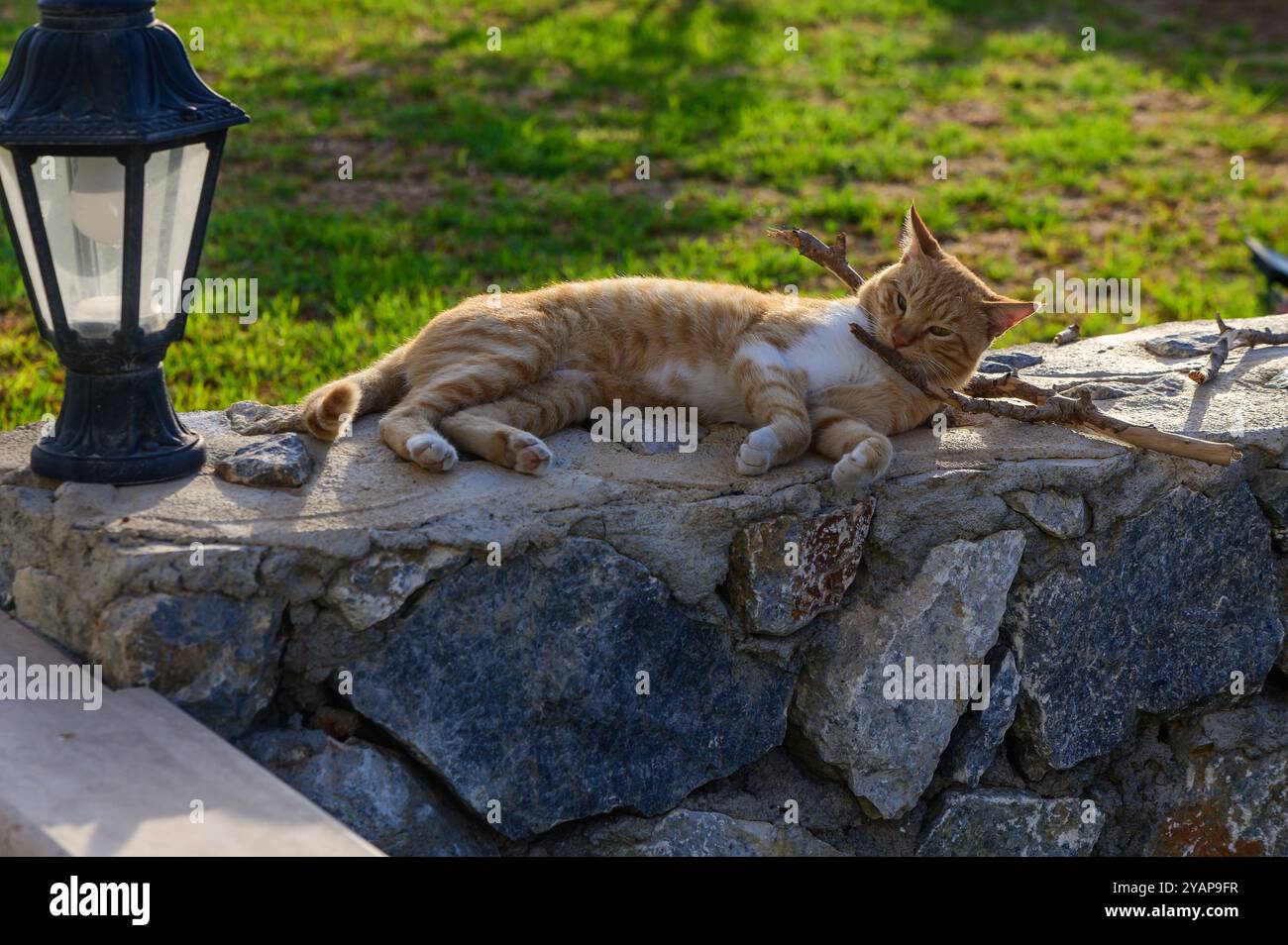 Eine Ingwerkatze genießt einen faulen Nachmittag, wo sie auf einer Steinmauer mit einem Ast in der Nähe ihres Kopfes liegt. Das warme Sonnenlicht beleuchtet die ruhige Einstellung Stockfoto