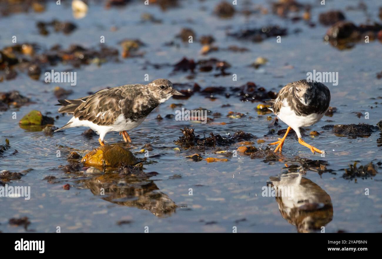Turnstone (Arenaria interpres) im Wintergefieder, auf der Suche entlang einer Küste bei Ebbe. Zwei Individuen streiten um Essen Stockfoto