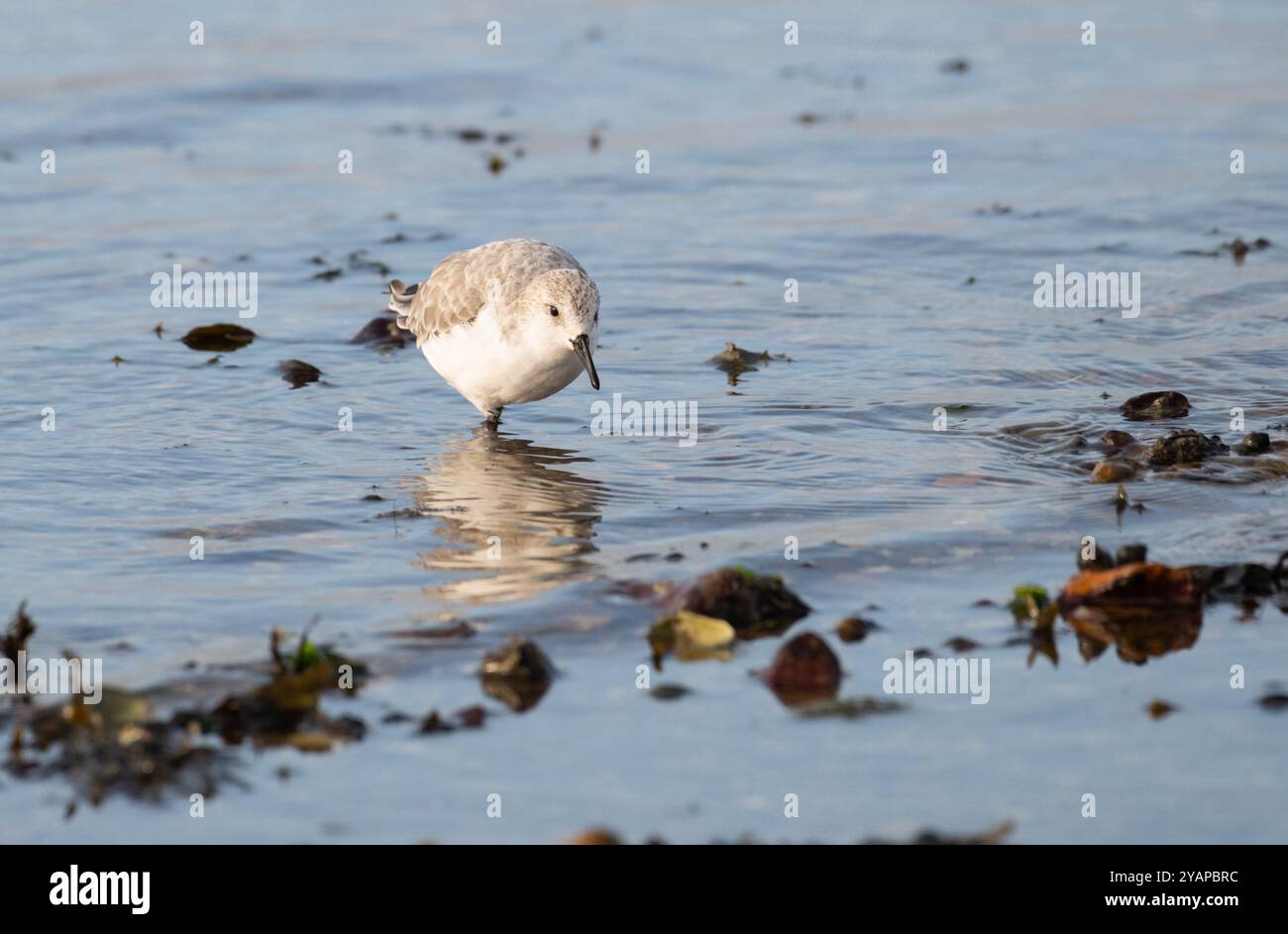 Sanderling (Calidris alba) im Wintergefieder auf der Suche am Wasserrand bei Ebbe Stockfoto