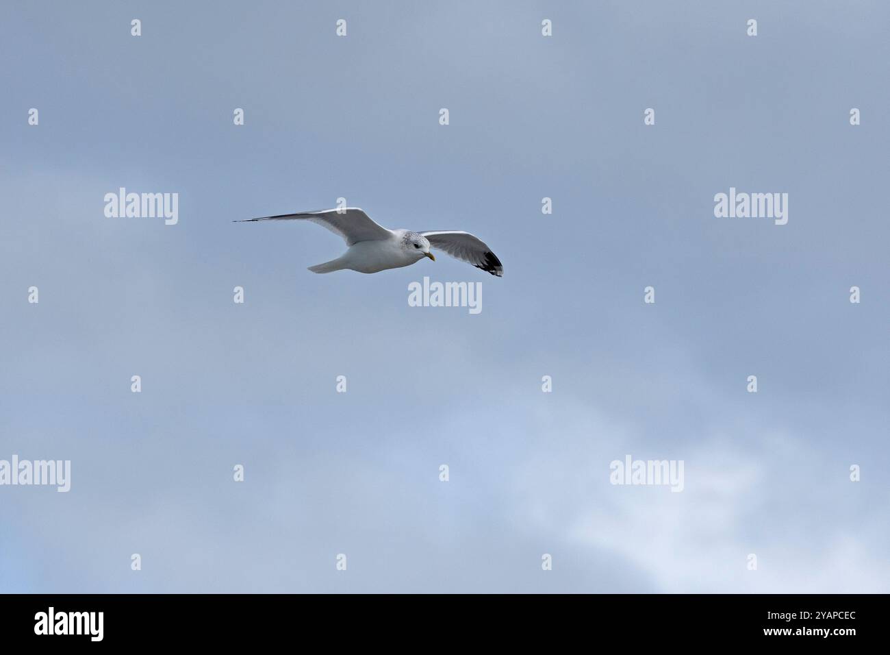 Möwe im Flug, Wattenmeer, Nordfriesland, Schleswig-Holstein, Deutschland Stockfoto