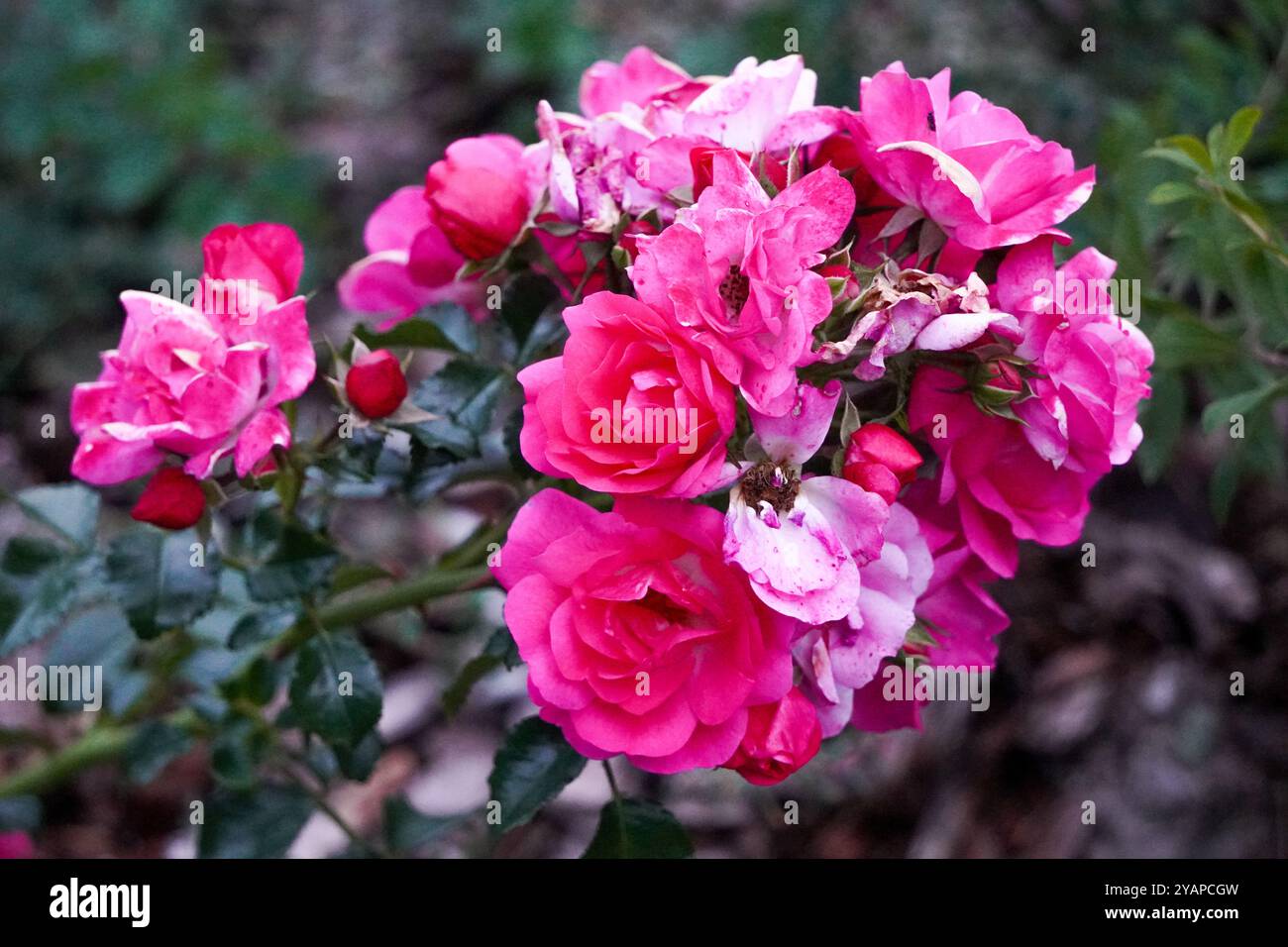 Ein wunderschöner Blumenstrauß rosa Rosen in voller Blüte, umgeben von grünem Laub, der die florale Schönheit und die Zartheit der Natur einfängt. Stockfoto