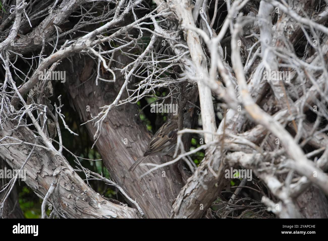 Ein Vogel, der zwischen den Ästen getarnt ist, zeigt seinen Überlebensinstinkt in seinem natürlichen Lebensraum. Eine perfekte Szene der Wildnis. Stockfoto