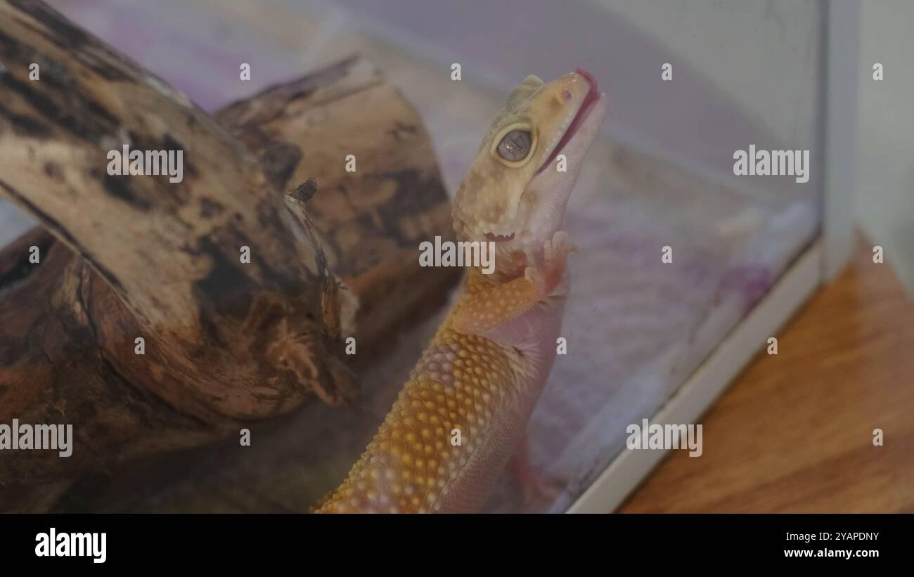 gecko in einem Terrarium reicht mit spielerischem Ausdruck nach oben, als ob er seine Umgebung testen würde. Diese Szene verkörpert das Gleichgewicht zwischen Natur und Stockfoto
