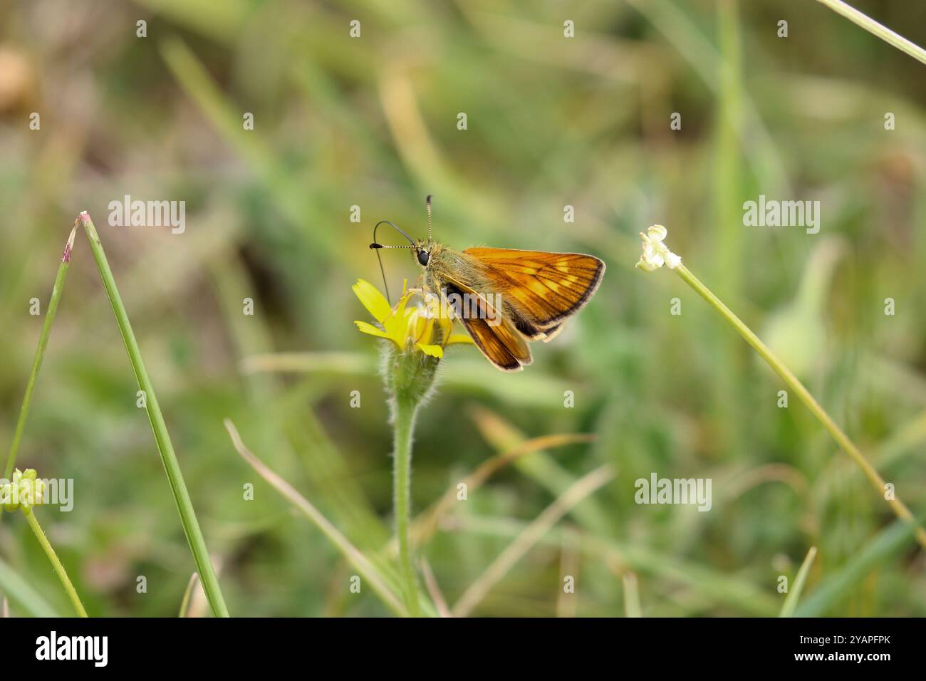 Große Skipper weibliche Nektarung auf gelber Blume - Ochlodes sylvanus Stockfoto