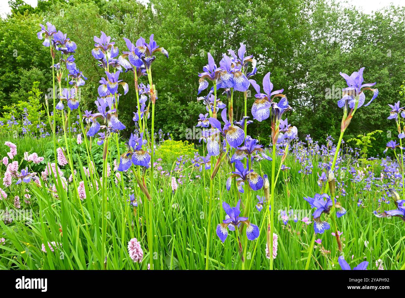 Blaue Frühlingsblumen von Iris sibirica UK Garden Mai Stockfoto