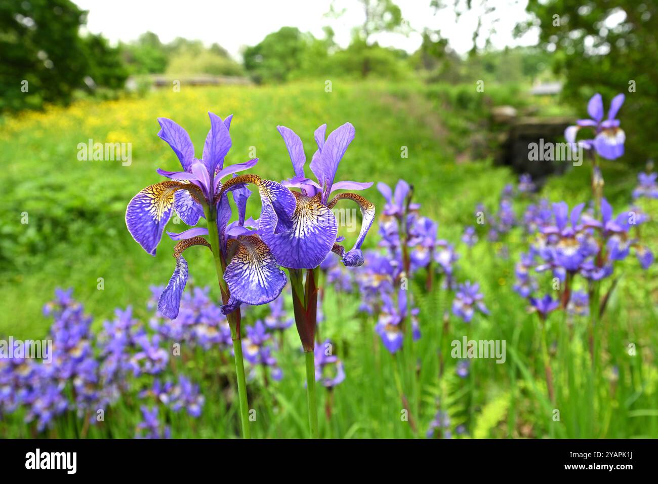 Blaue Frühlingsblumen von Iris sibirica UK Garden Mai Stockfoto