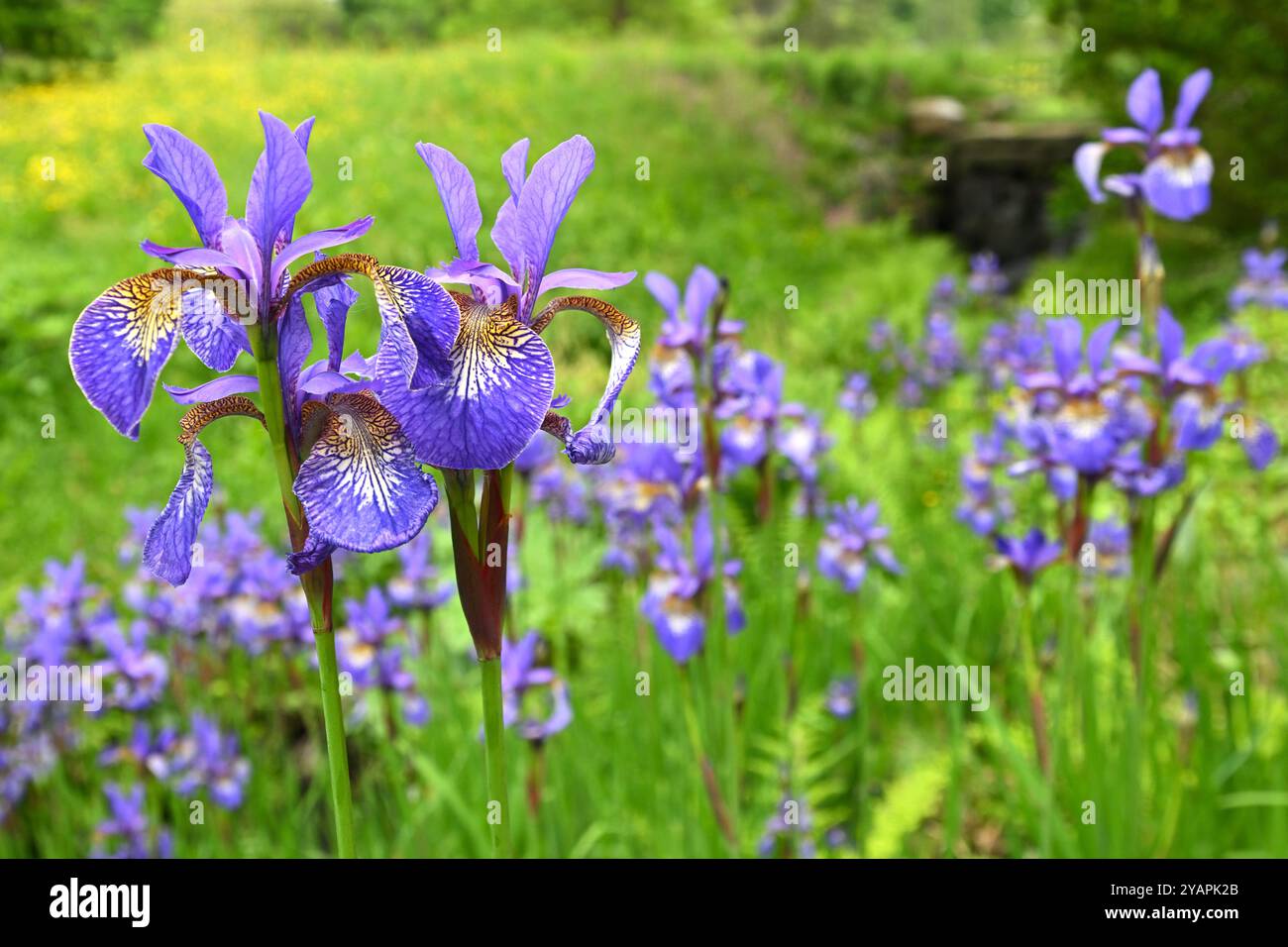 Blaue Frühlingsblumen von Iris sibirica UK Garden Mai Stockfoto